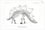 ‘Stegosaurus ungulatus’ by Unknown